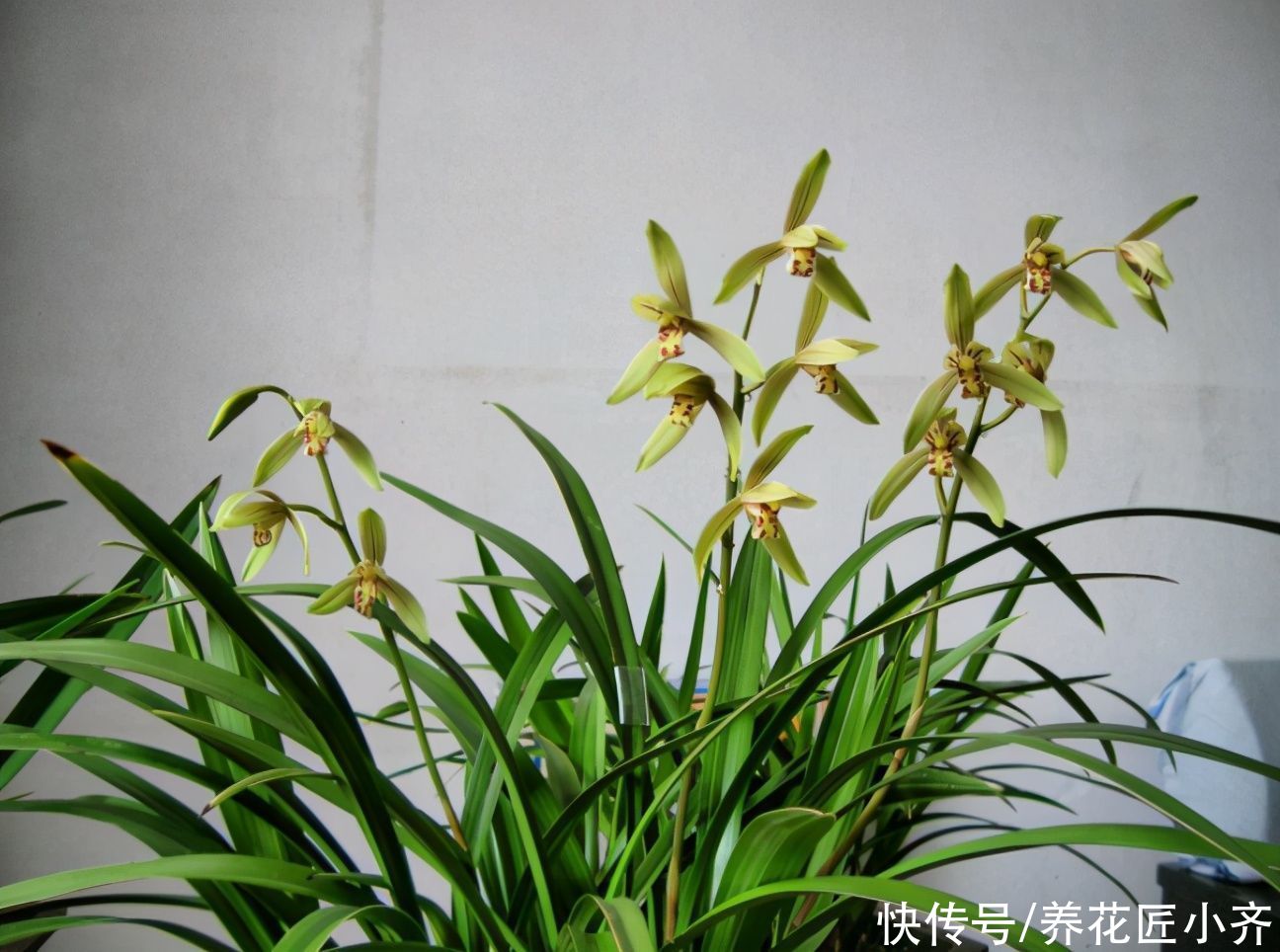 春天来了，兰花做好“五件事”，长新根，冒新芽