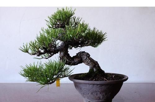 花友会|6种漂亮花,不仅外形美,还越养越值钱,富贵人家都爱养!