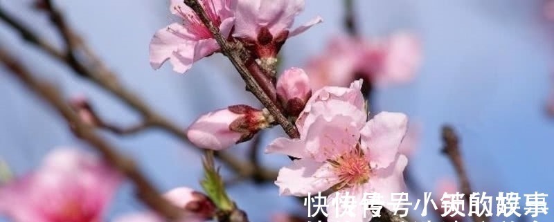 唯美&元稹的《桃花》和《菊花》,写得无比凄美,同时也很是悲伤!