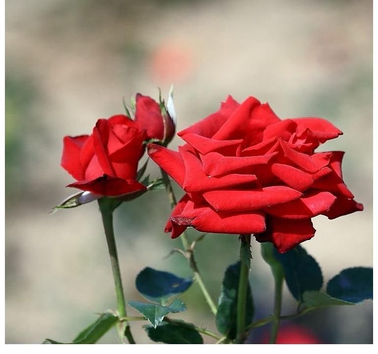 金牛座|最有“骨气”的四大星座女,不会向任何人低头,傲娇又自信!