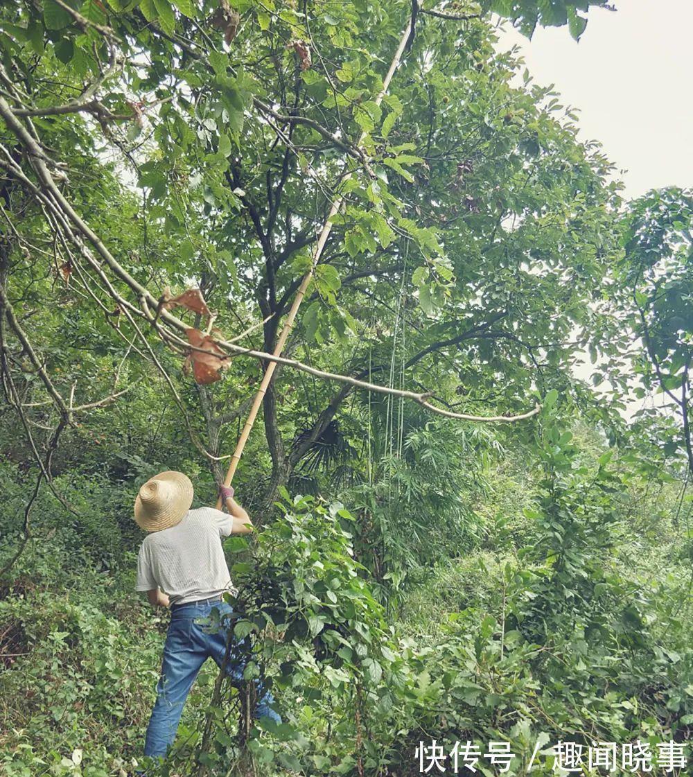 野生|饥年的救命粮，儿时一捡上百斤，剥壳就能吃，如今4元一斤很抢手