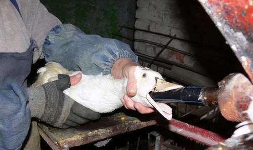  鹅肝|法国鹅肝贵，为啥不吃便宜的中国鹅肝，吃货：差距不是一般地大