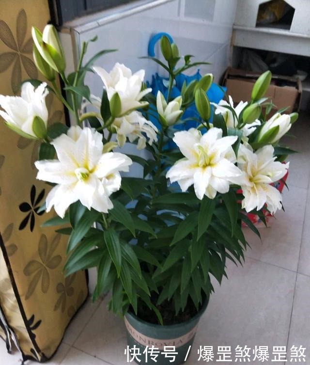 最好养的花之一,丢土里就能活,开花早,花香飘满室,适合新手养!