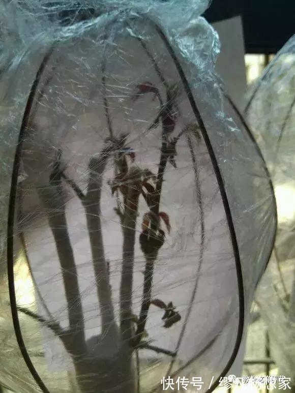 月季养成树,开花一团团,轻松开成大花球,阳台也能养得好!