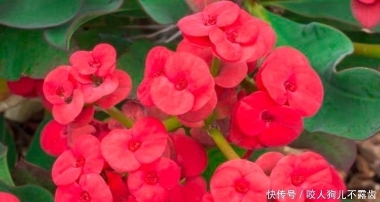 松红梅|4种花是花中劳模,一年四季开花不断,养家里1盆,开花富贵