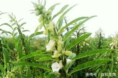 养肾|农村野菜好处多，经常食用4种野菜，降低三高养肾护肝不在话下