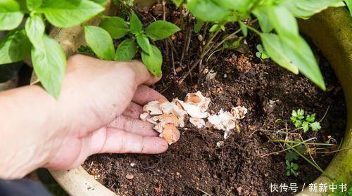 矿泉水瓶|花盆里撒上这两样东西,不生虫不黄叶不烂根,还能疯长爆盆