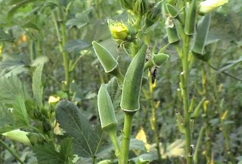 中年|想要排毒养颜,可常食以下食物,补益气血,淡化色斑