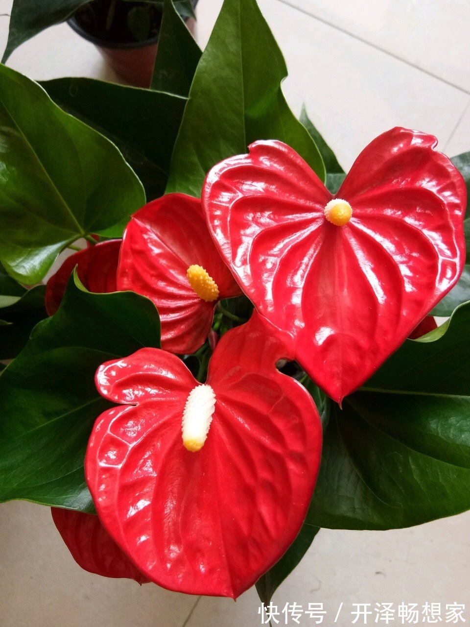 秋天养红掌，老花匠教你3个字，一朵花开3月，叶子油绿翠亮