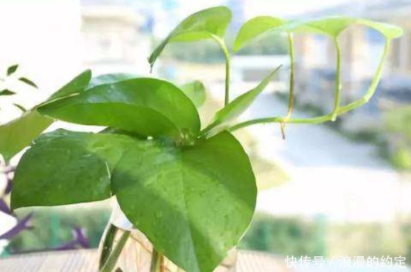 俗语“一颗绿萝七个鬼”,家中为什么不能放绿萝有啥讲究
