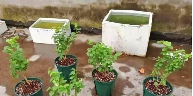 养花老师傅,这些花平常放屋里,下雨天拿出来,雨越大,花越旺