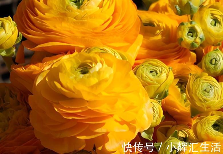 洋牡丹，一款简单又耐看的花材，不是牡丹胜似牡丹