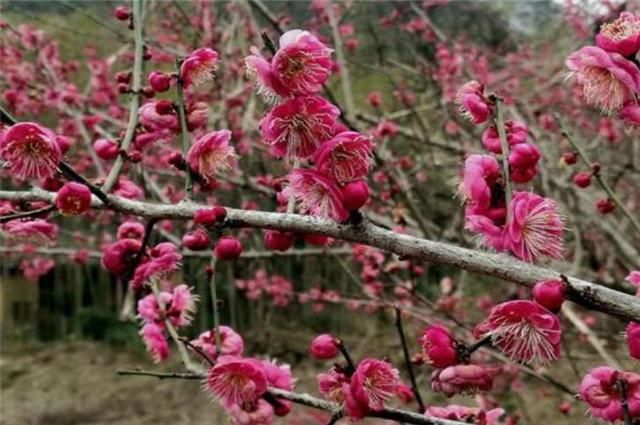  赏读邵雍梅花诗五首：数点梅花天地春，忽逢甲子又兴元