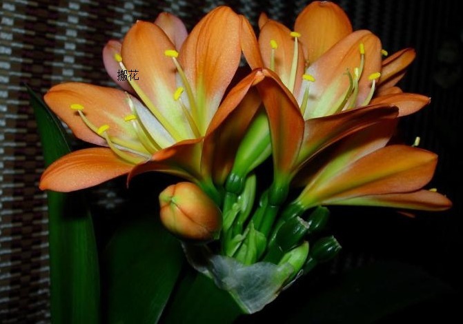 夏天如何正确的养护君子兰,很多人都搞错了,结果没有养好