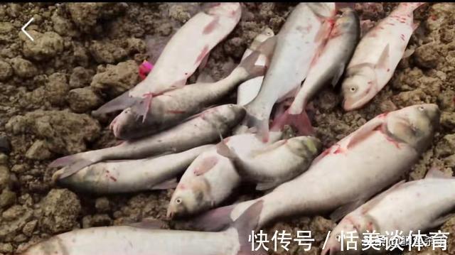 骆马湖|万人抢鱼:宿迁骆马湖关闸,引来万人抢鱼,现场人比鱼多