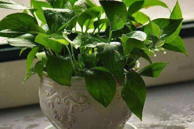 家里养花，就选这些，品味高大上，好养又耐看