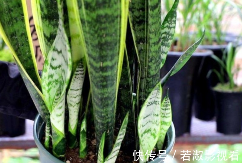 天一转凉，虎皮兰就饿了？常用它喂喂，补营养，盆栽呼呼出新芽