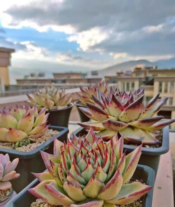 开春养5种多肉,适合新手养护,便宜好养,养坏不心疼