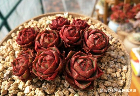 多肉颜色不好看，这样养护，色彩鲜艳，颜值爆表！