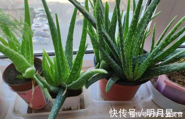喜欢盆栽这3款植物就赚大了，既能观赏又能治病，堪称天然药箱