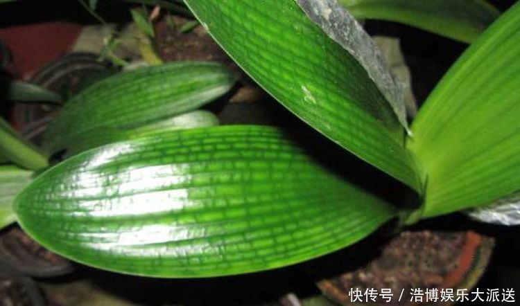 植物|又把花养死了赶紧用这种“万能水”,果皮酵素养啥活啥