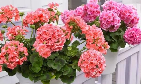 怎么打理好远离“故土”的天竺葵？这么盆栽，开花既漂亮又持久