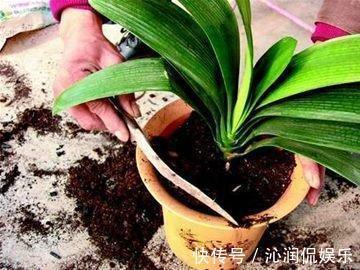 休眠|君子兰生长，离不开的2种水，15天来一次，肥厚油绿，开花不夹箭