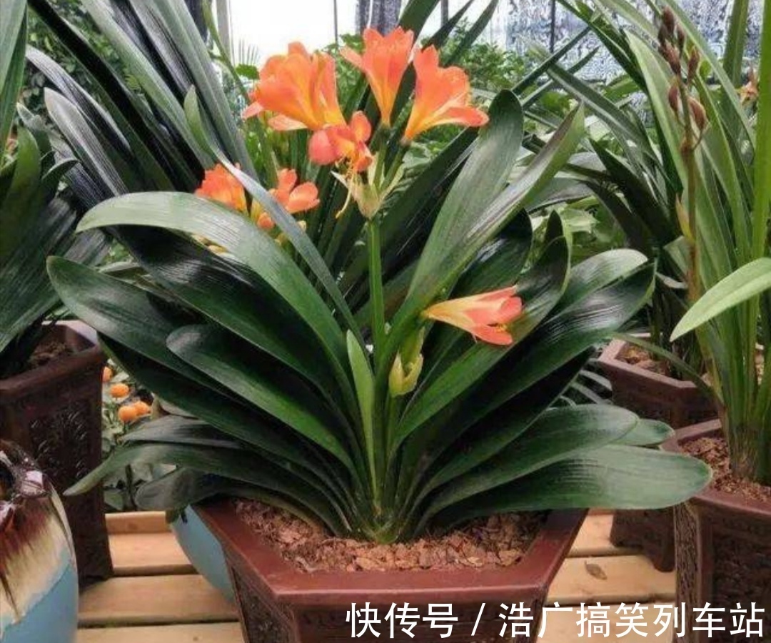 植株|你知道吗？夏天6种花要“休眠”，浇水多了就烂根