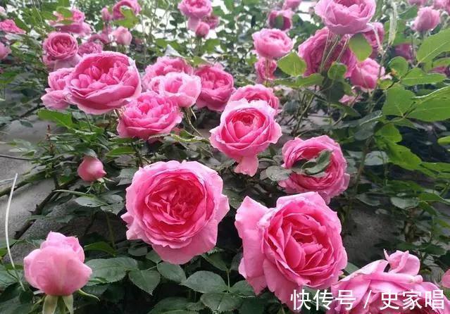 最值得入手的月季,大游行