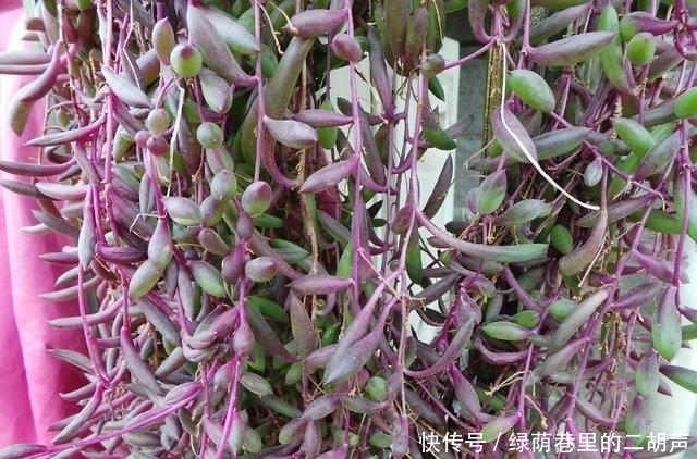 黄花新月|王大妈把这3种多肉吊起来养,瞬间被圈粉,美炸了