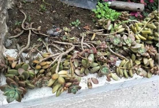 奶奶扔在院子里的多肉,几年没管,长成老桩美翻天,给钱都不卖