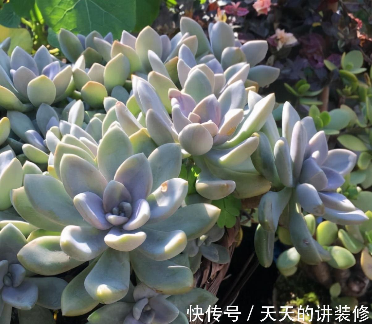 营养土|推荐几款皮实的多肉，不用花钱买营养土，路边的园土就能养出状态