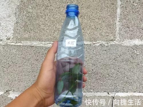 冬天扦插生根慢,快用这3招,生根又快又壮!