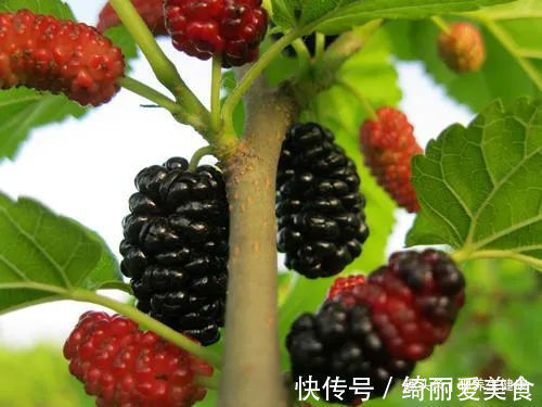 补肾|一个补肾经典名方，2味药，筋骨血脉均可补，肾阴肾阳都管用！