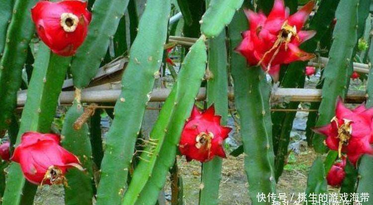 女性养生常吃3种食物,延缓衰老,排毒养颜,好处多多