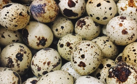 鹌鹑蛋|小小鹌鹑蛋，功效却很大，美容养颜，健脑促发育，但不能乱吃