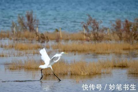 若羌|中国最大沙漠腹地，竟然深藏一片绝美湖泊群