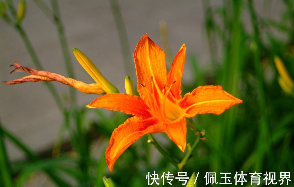 此花是中国的母亲花,是母爱的象征,也是忘记痛苦的回忆