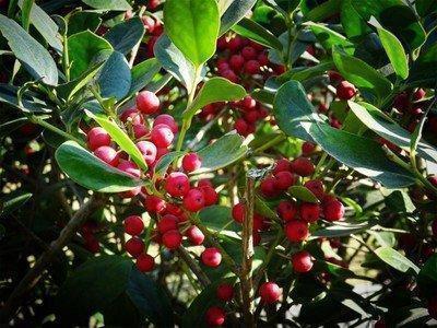 花卉|客厅养花选择6种树,自带财气,叶片油绿,旺财、旺人