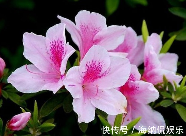 光照|3种漂亮花“最难养”,养花老手“都怕养”,新手别轻易“掉坑”