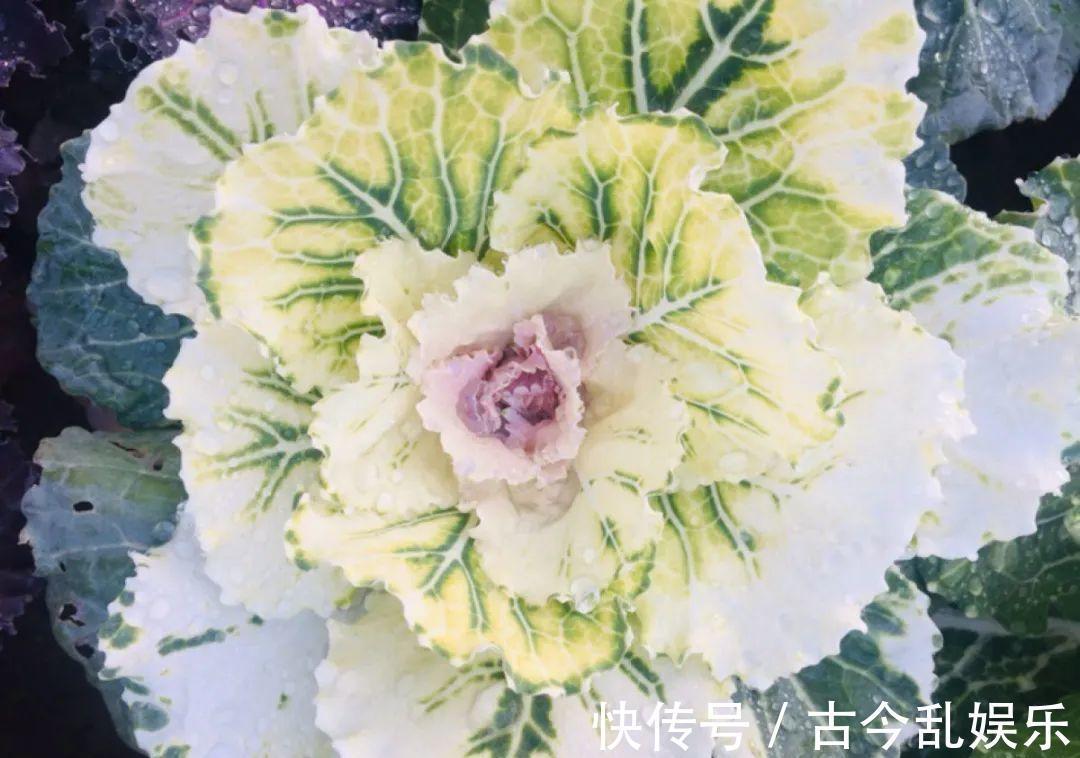 天竺葵|适合秋天养的12种花,耐阴又耐寒,秋冬长得更精神