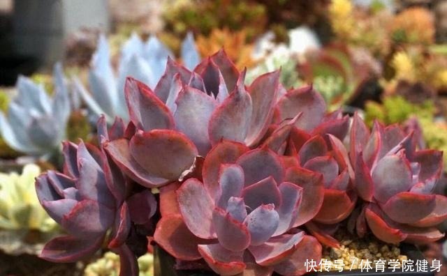 入夏,多肉断水还是不断肉肉进入休眠期后,要有这种浇水意识!