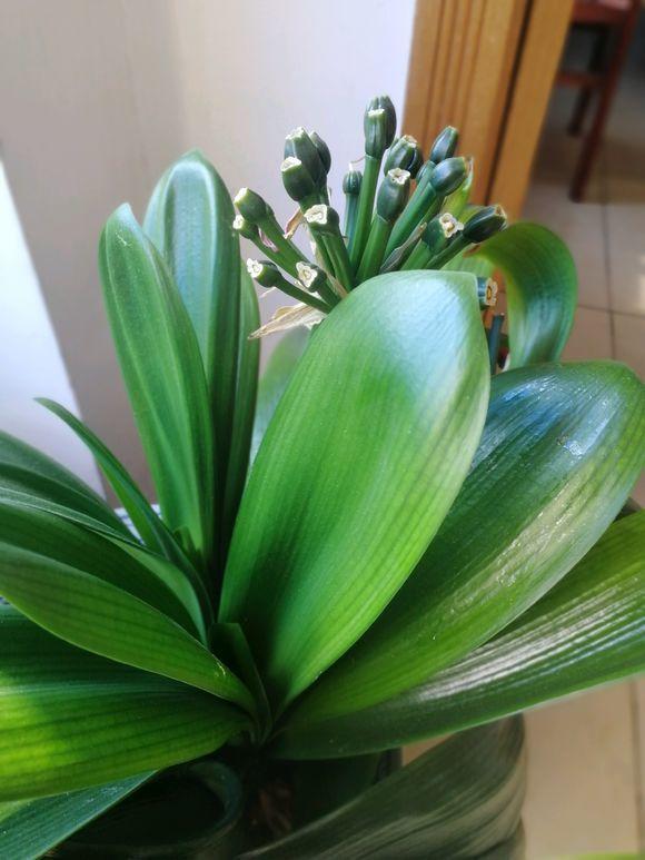 要想君子开花旺，不夹箭，光靠浇水施肥是不够的，小技巧要用上