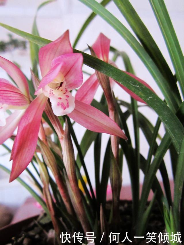 松针|冬天养花,这个垃圾提前备点,养君子兰、兰花最好使,还不用花钱