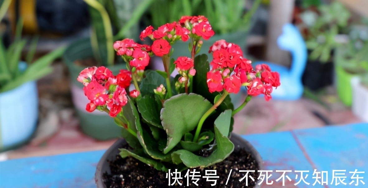 学会制作这3样养花肥,掌握正确用法,不花钱就能用上好肥料