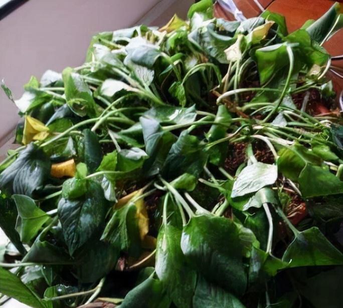 7种“娇气花”,10度还不拿屋里去,几天就冻死,只剩空花盆