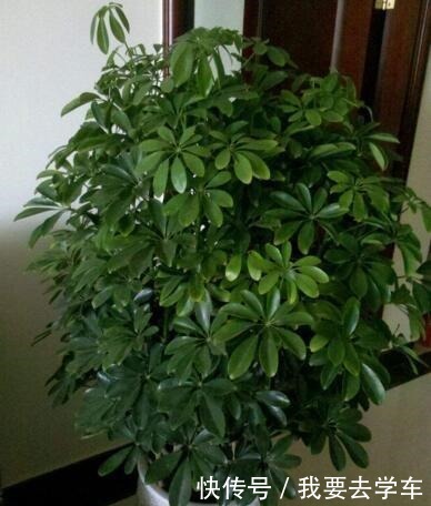 鸭掌木用它养,长得快!方法很简单,只需要盆底埋“12粒”!