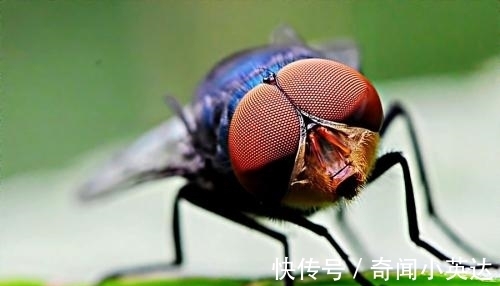 10条趣味冷知识，好玩又奇怪，我们大部分人其实比猪胖