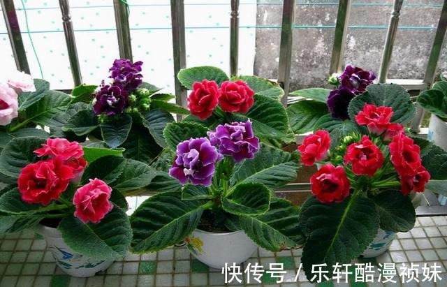 8种“洋气花”,天冷别喷水,不然黄叶、掉花苞,越养越难看