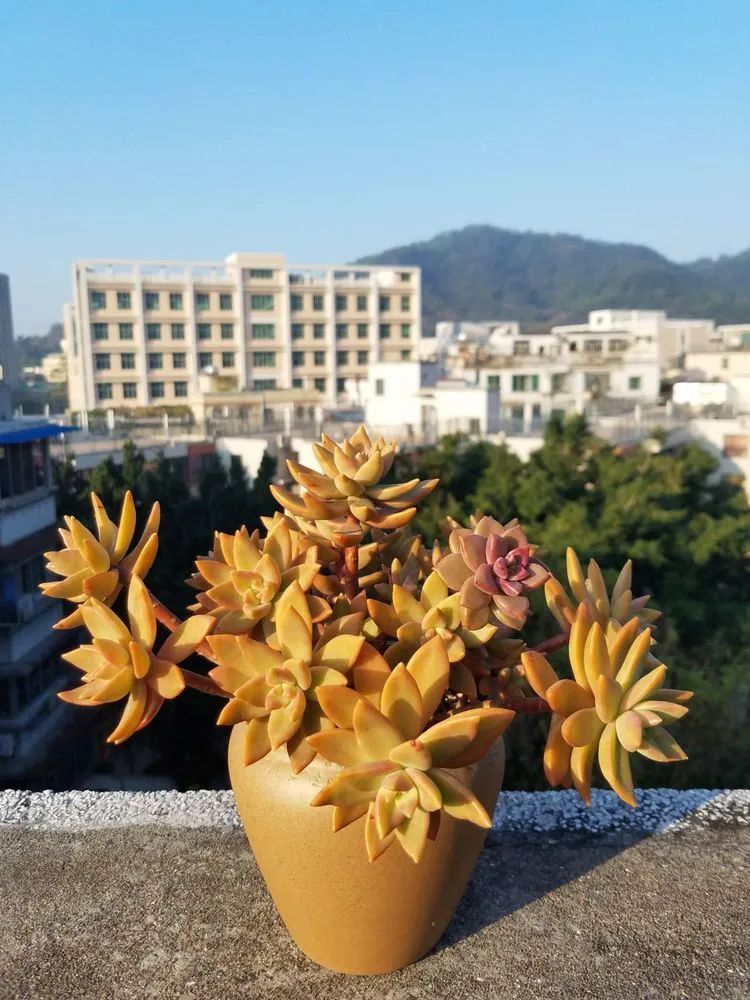 养肉三年,分享养肉经验,谈谈适合逆开挂区的多肉!